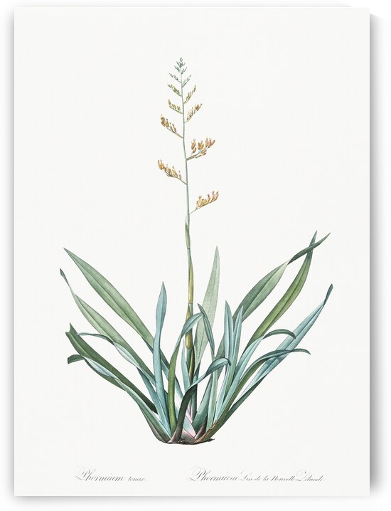 New Zealand flax illustration  by IStockHistory com