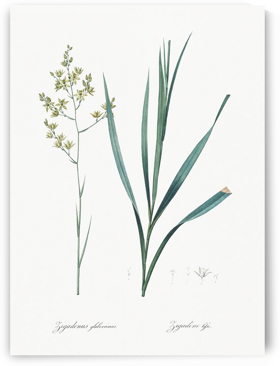 Sandbog death camas illustration  by IStockHistory com