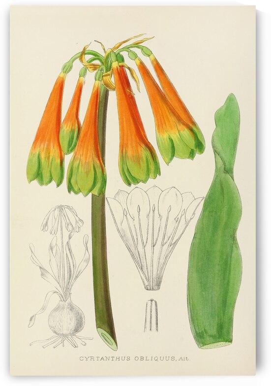 Cyrtanthus Obliquus by IStockHistory com