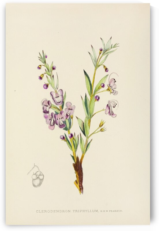 Clerodendron Triphyllum by IStockHistory com