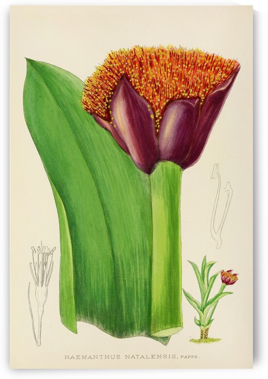 Haemanthus Natalensis by IStockHistory com