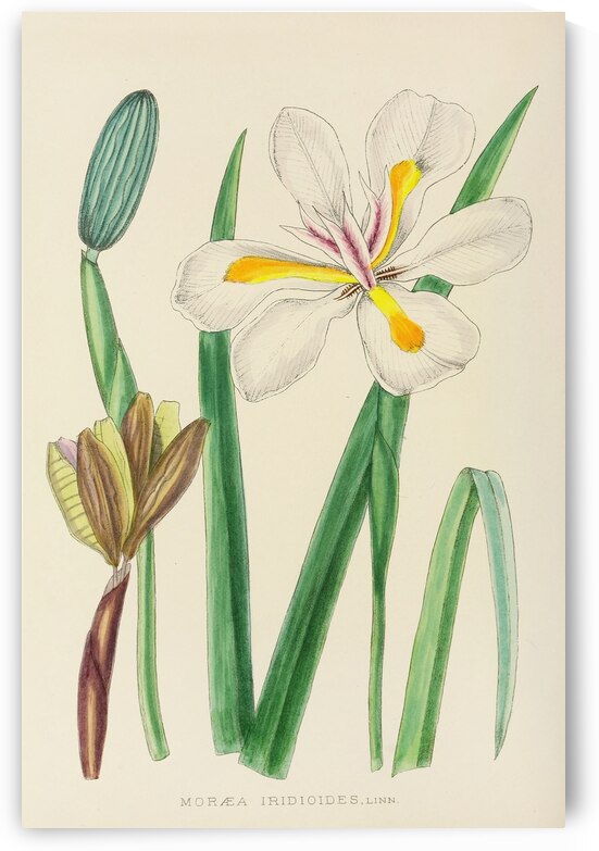Moraea Iridioides by IStockHistory com