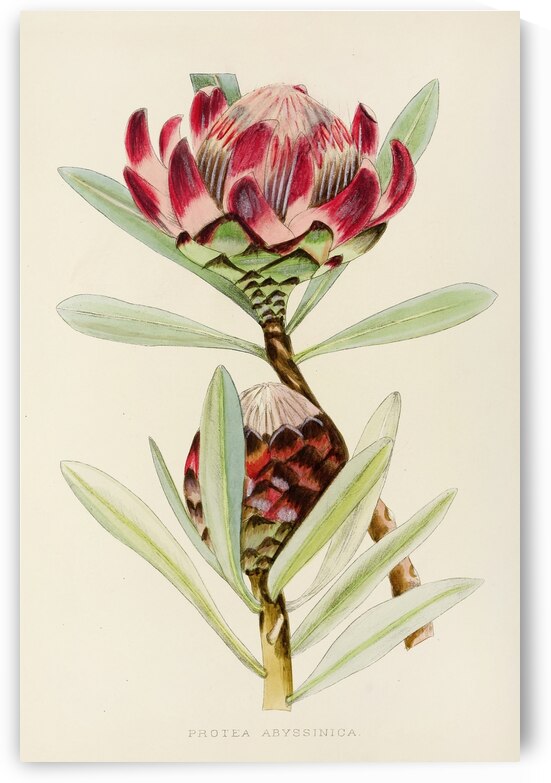 Protea Abyssinica by IStockHistory com