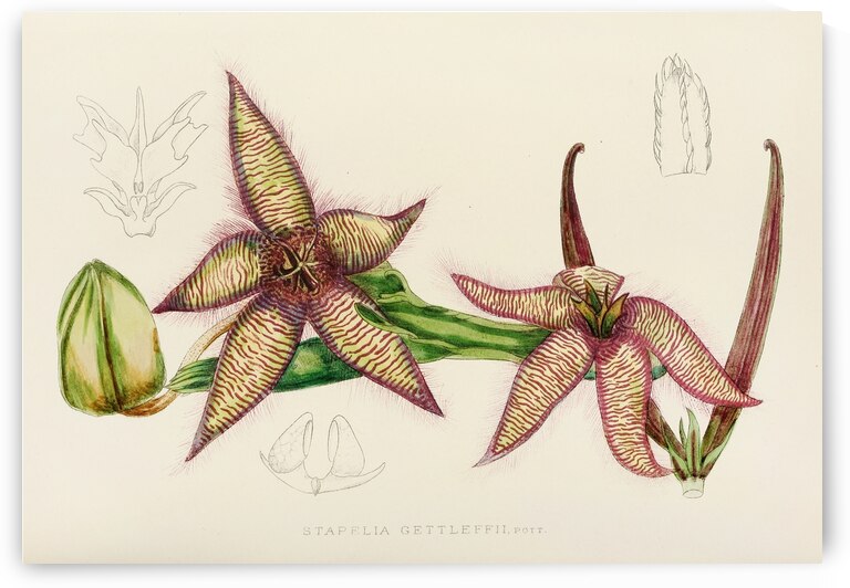 Stapelia Gettleffii by IStockHistory com