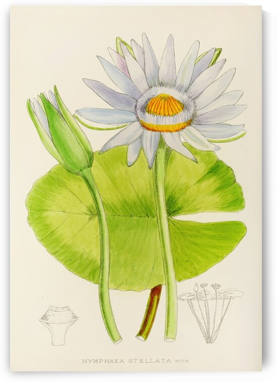 Nymphaea Stellata by IStockHistory com