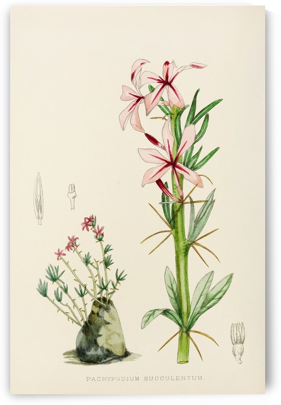 Pachypodium Succulentum by IStockHistory com