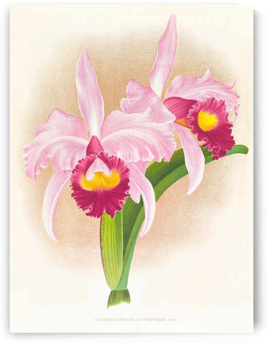 Cattleya Trianae var purpurata by IStockHistory com