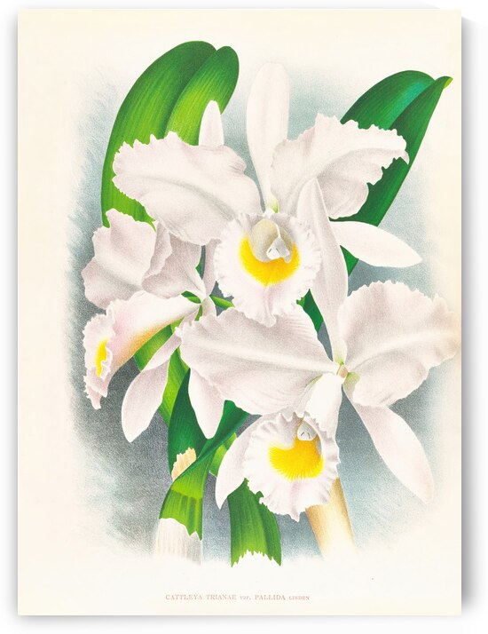 Cattleya Trianae var Pallida  by IStockHistory com