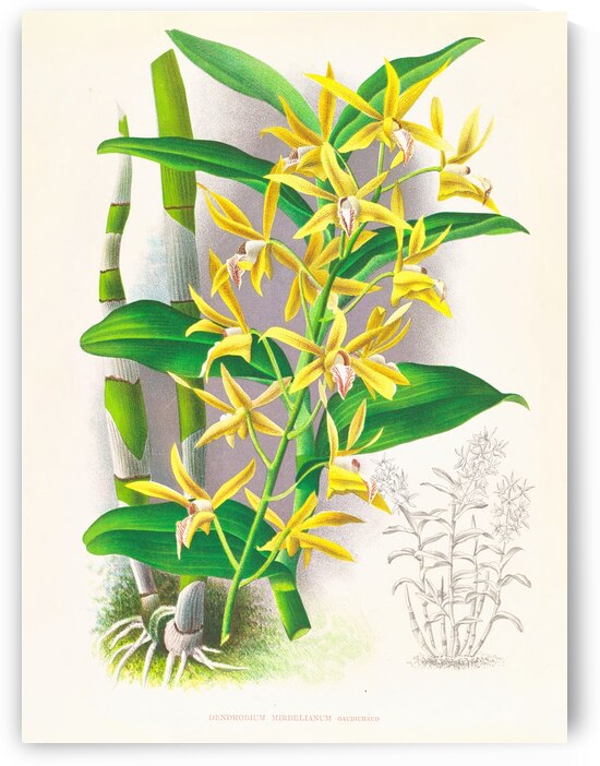 Dendrobium mirbelianum by IStockHistory com