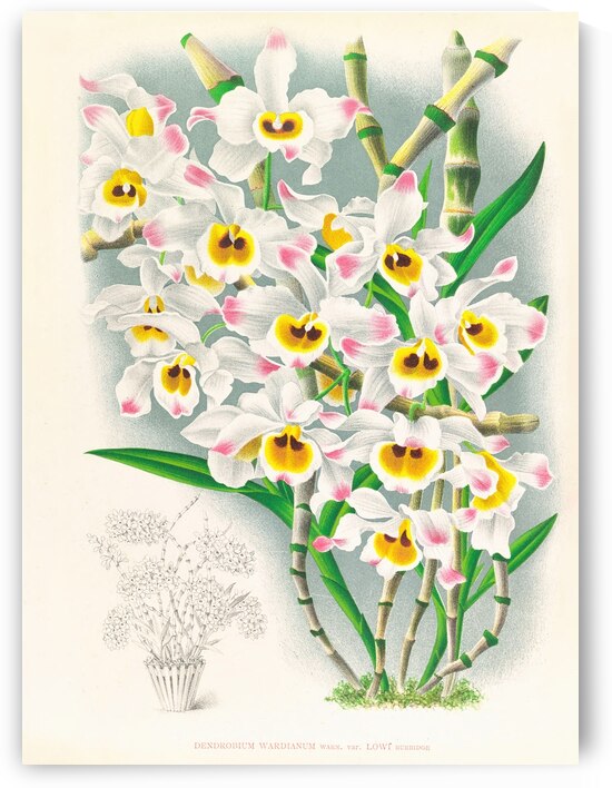 Dendrobium wardianum by IStockHistory com