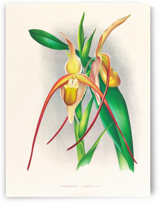 Selenipedium grande by IStockHistory com