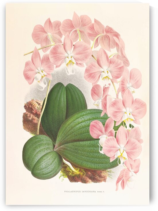 Phalaenopsis sanderiana by IStockHistory com