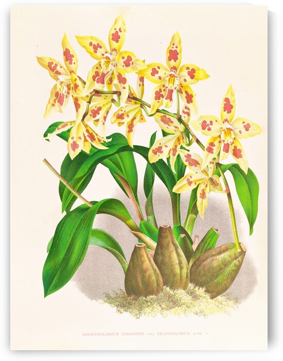 Odontoglossum coradinei var grandiflorum by IStockHistory com