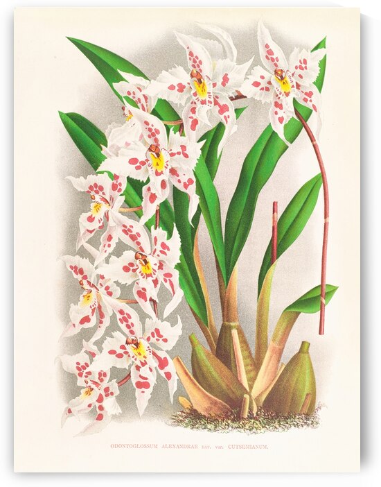 Odontoglossum alexandrae var cutsemianum by IStockHistory com