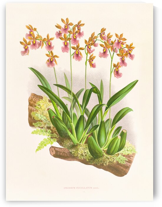 Oncidium cucullatum by IStockHistory com