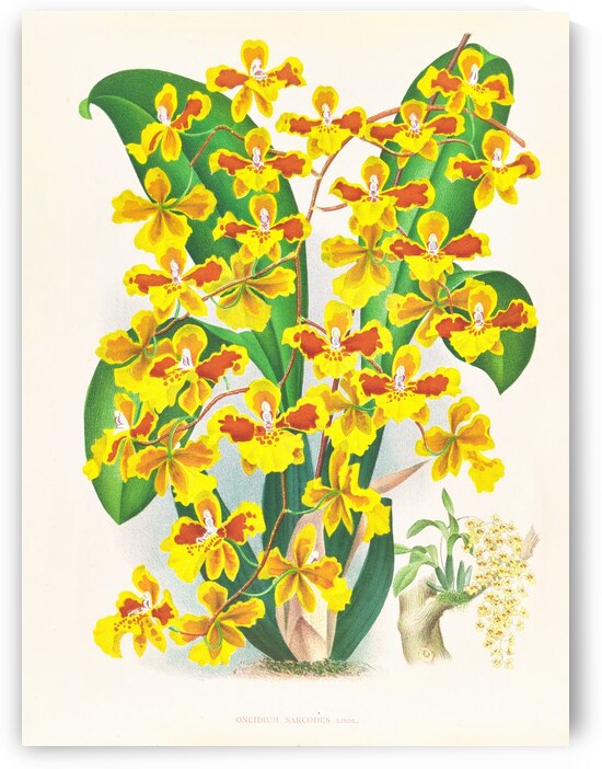 Oncidium sarcodes by IStockHistory com