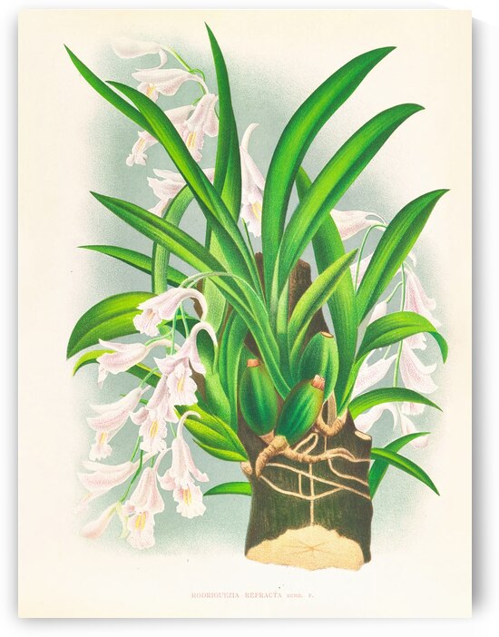 Rodriguezia refracta by IStockHistory com