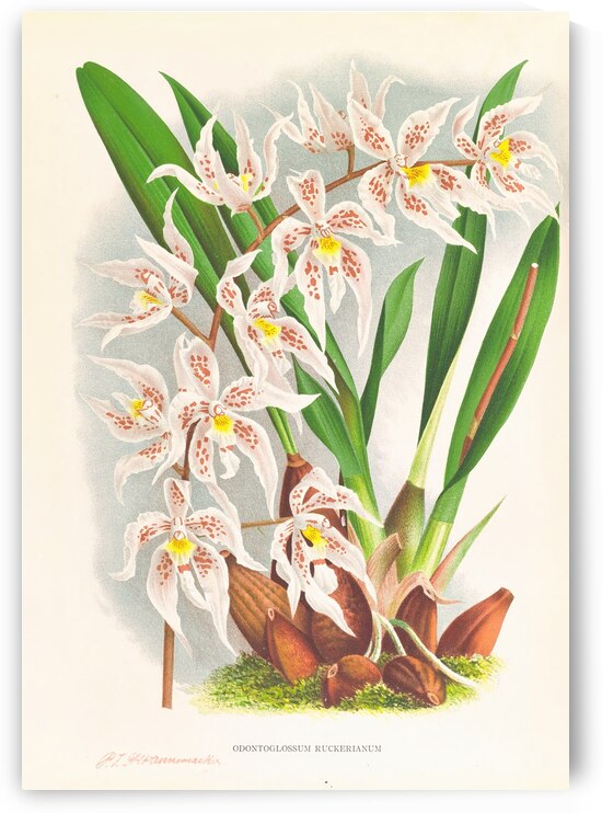 Odontoglossum Ruckerianum by IStockHistory com