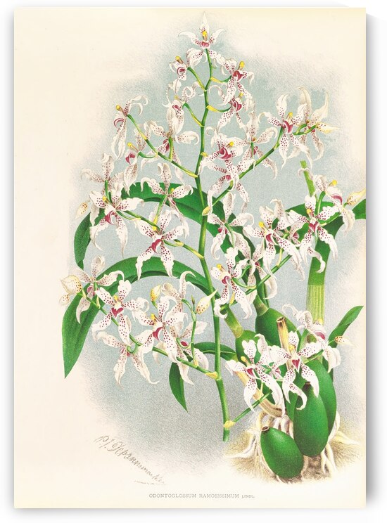 Odontoglossum ramosissimum by IStockHistory com