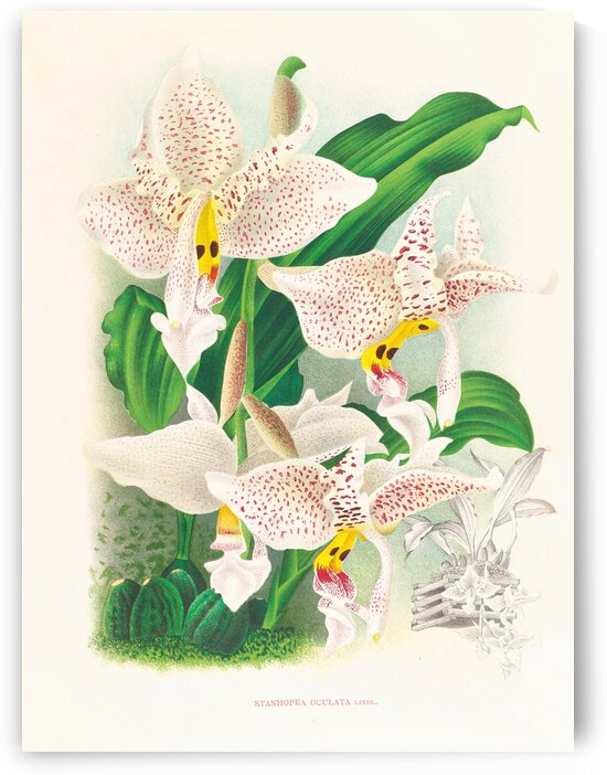 Stanhopea oculata by IStockHistory com