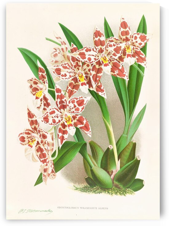 Odontoglossum wilckeanum albens by IStockHistory com
