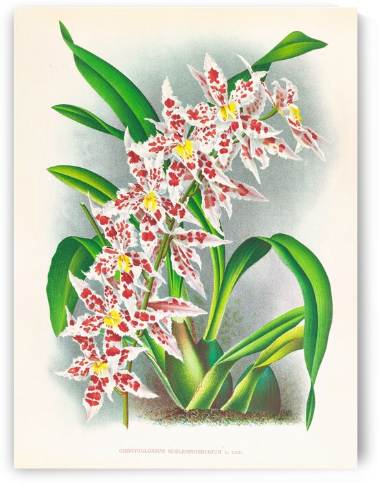 Odontoglossum schlesingerianum by IStockHistory com