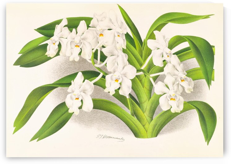 Vanda denisoniana by IStockHistory com