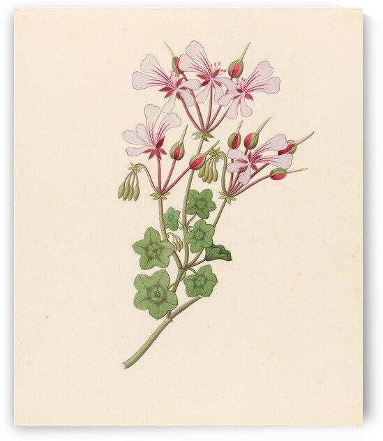 Pelargonium peltatum 1817 by IStockHistory com