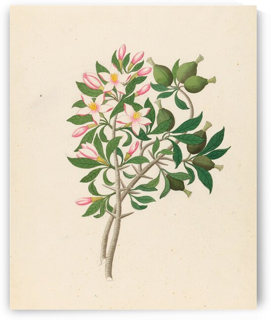Gardenia Nov. Sp. [Hyperacanthus amoenus] 1817 by IStockHistory com