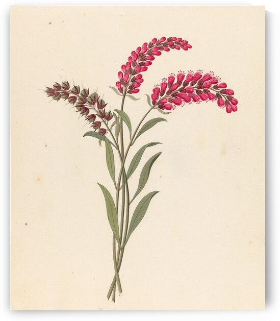 Pentand. Monog. [Lysimachia nutans] 1817 by IStockHistory com