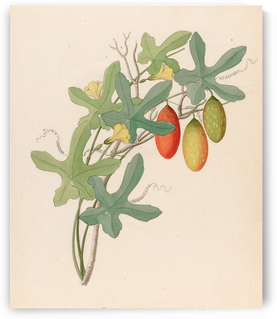 Cucumis Melothria pendula [Coccinea quinqueloba] 1817 by IStockHistory com