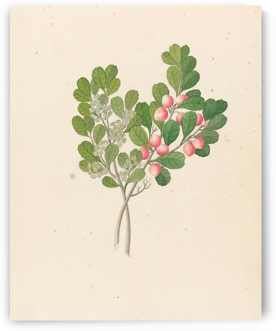 Rhamnus [Cassine aethiopica =Mystroxylon aethiopicum] 1817 by IStockHistory com