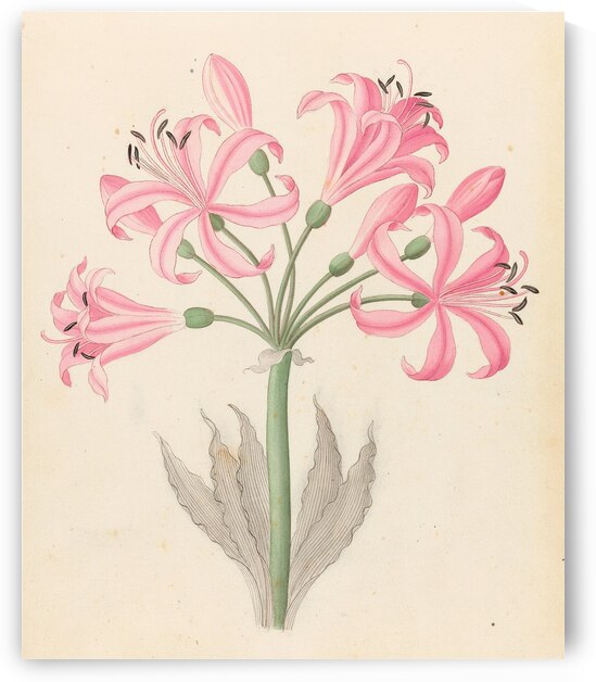 Amarillis [Boophone disticha] 1817 by IStockHistory com