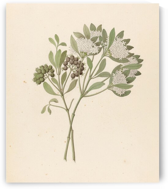 Pavetta caffra [Pavetta lanceolata] 1817 by IStockHistory com