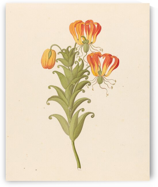 Gloriosa [Gloriosa superba] 1817 by IStockHistory com