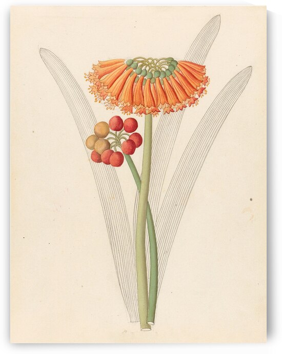 Cyrtanthus [Clivia nobilis] 1817 by IStockHistory com