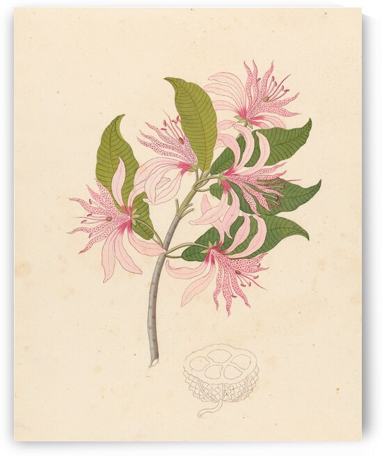 Calodendrum capense 1817 by IStockHistory com
