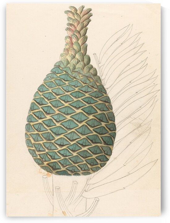 Zamia caffra [Encephalartos altensteinii female cone] 1817 by IStockHistory com