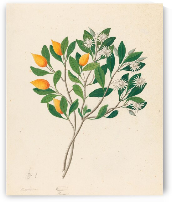 Hexand. Mono. [Mimusops obovata] 1817 by IStockHistory com