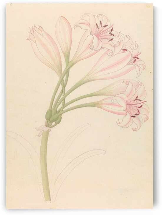 Amarillis [Crinum lineare] 1817 by IStockHistory com