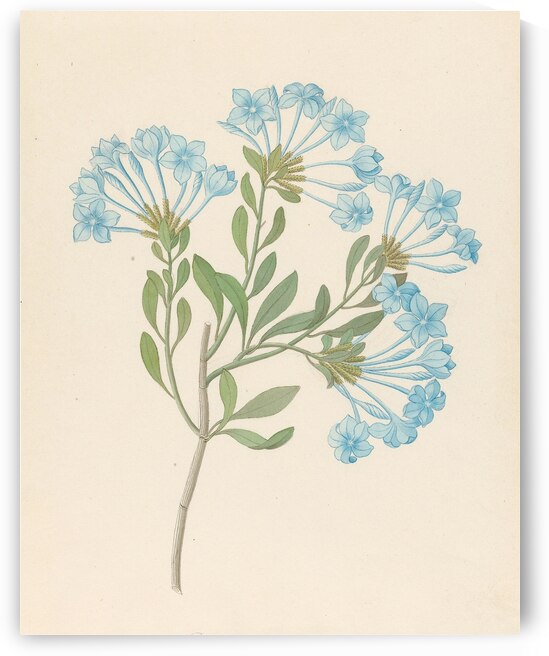 Plombago capensis [Plumbago auriculata] 1817 by IStockHistory com