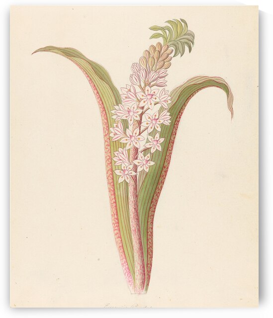 Eucomis punctata [Eucomis autumnalis] 1817 by IStockHistory com