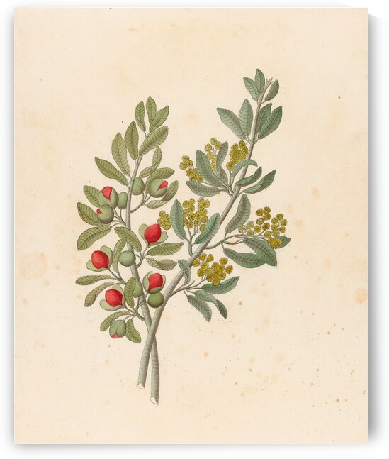 Octandria Monog. [Pappea capensis] 1817 by IStockHistory com