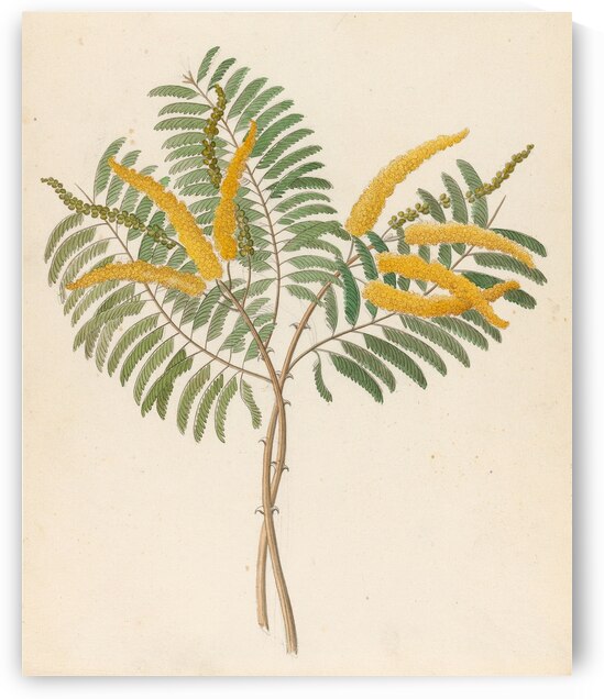 Mimosa [Acacia caffra] 1817 by IStockHistory com