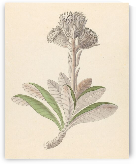 Arnica [Oldenburgia grandis] 1817 by IStockHistory com