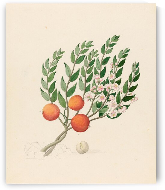 Eugenia or. Jambo [Eugenia albanensis] 1817 by IStockHistory com