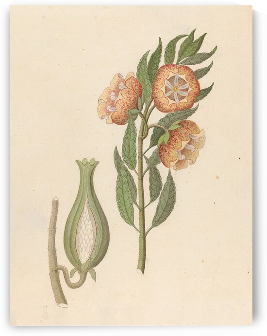 Asclepias grandiflora [Pachycarpus grandiflorus] 1817 by IStockHistory com