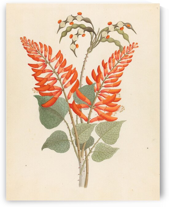 Erythrina Nov. Specie [Erythrina humeana] 1817  by IStockHistory com