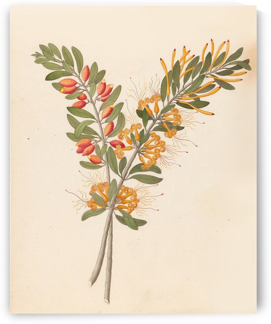 Loranthus N. Sp. [Moquiniella rubra] 1817 by IStockHistory com