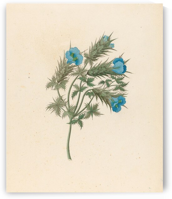 Acanthus carduifolia [Blepharis sinuata] 1817 by IStockHistory com